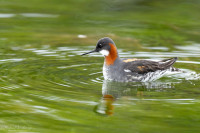 RSPB Loch na Muilne Nature Reserve